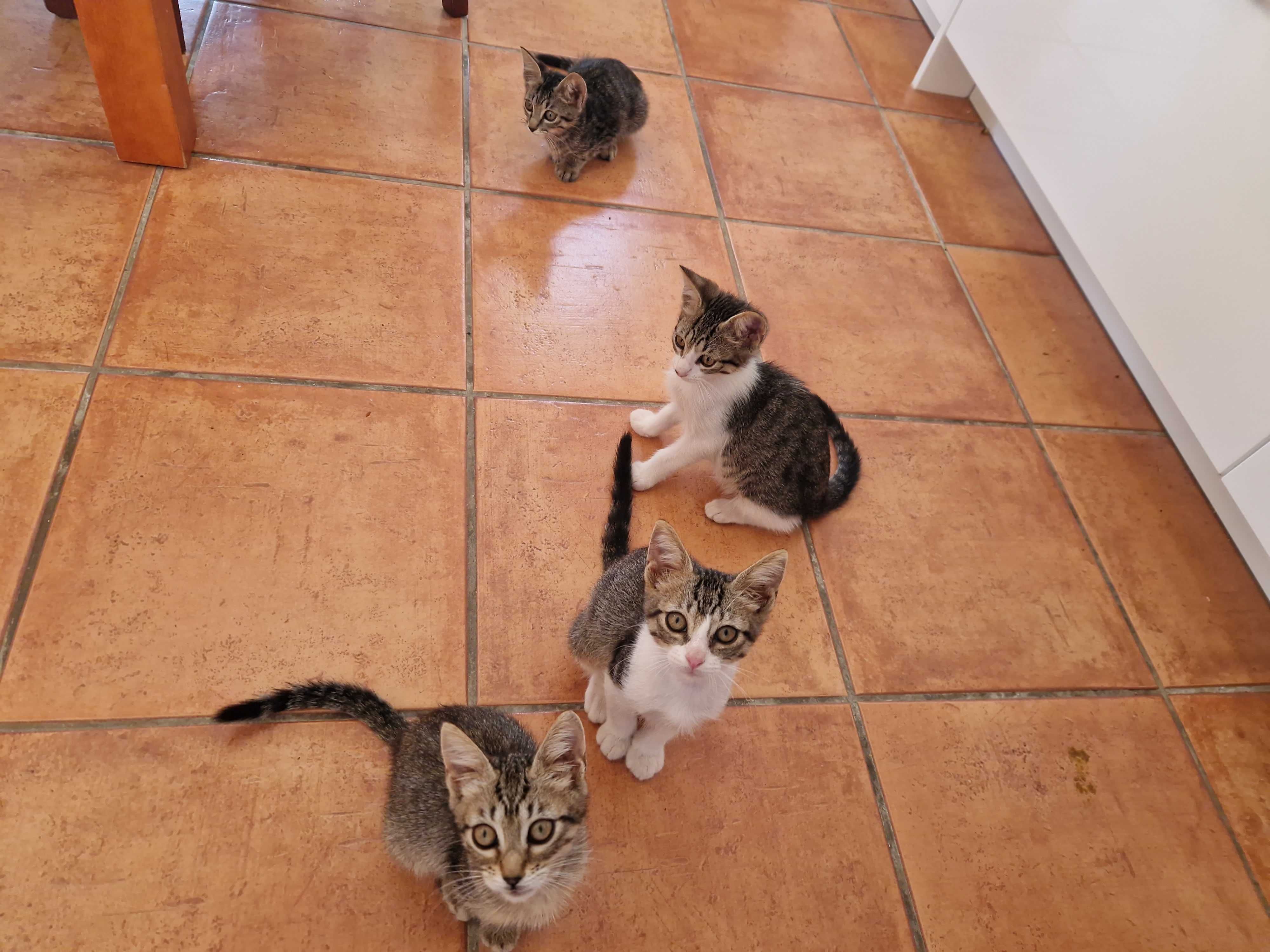 Gatinhos fofinhos para adopção