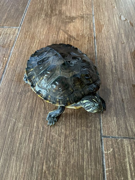 żółw chiński ozdobny 1,5 roku samiec