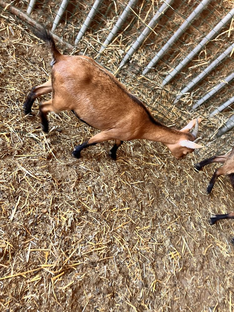 Cabras e chibos a venda