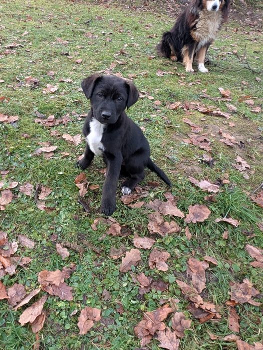 Mam do oddania w dobre ręce szczeniaczki