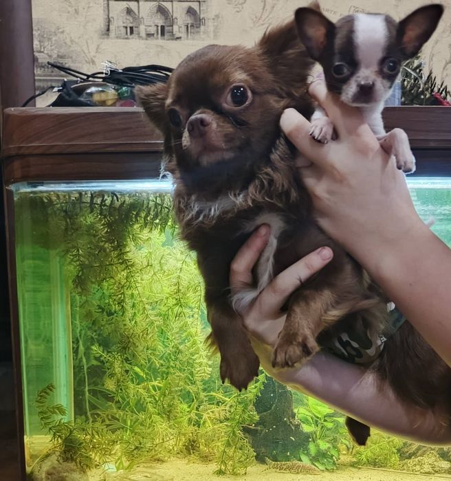 Міні чихуахуа 2 міс