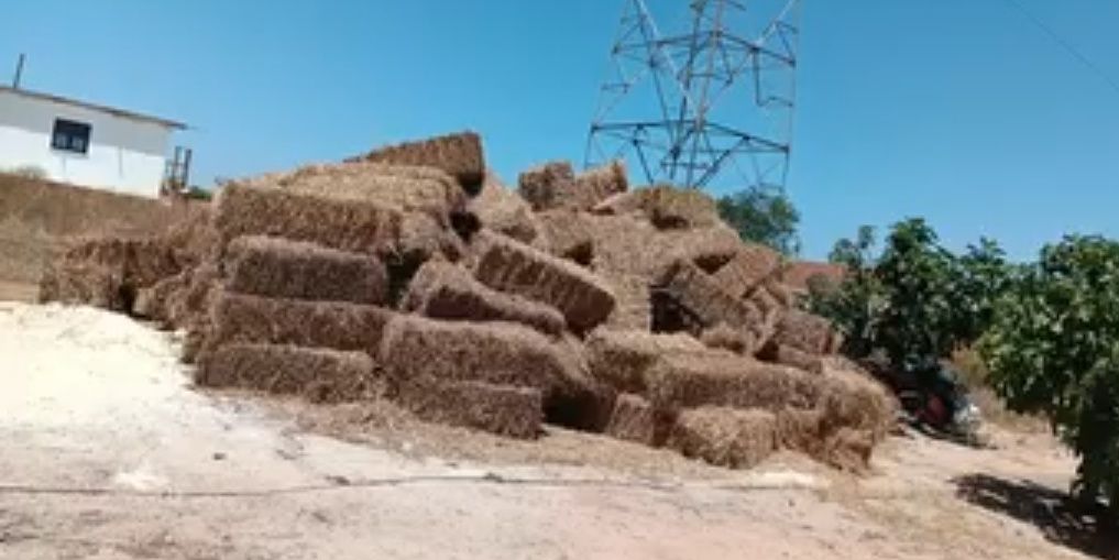 Vendo fardos de palha