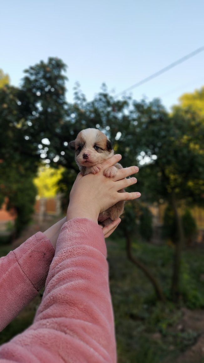 Вельш Коргі Пемброк шикарнюща дівчинка.  КОргі