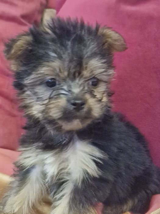 Yorkshire vacinado  desparesitado