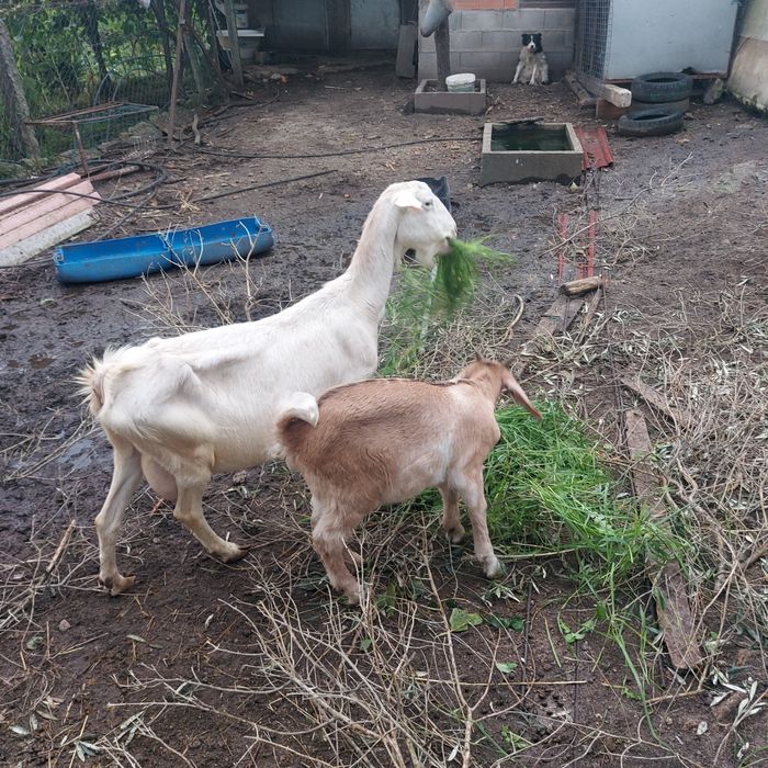 Cabra boa raça com filho