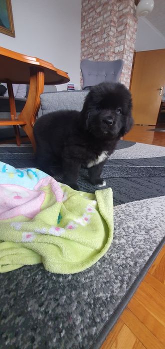 Nowofundland suczka FCI