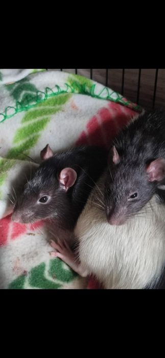 Oddam szczurki domowe wyłącznie w dobre ręce!