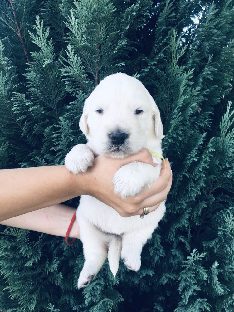 В очікуванні Золотистий ретрівер/ goldenretriever