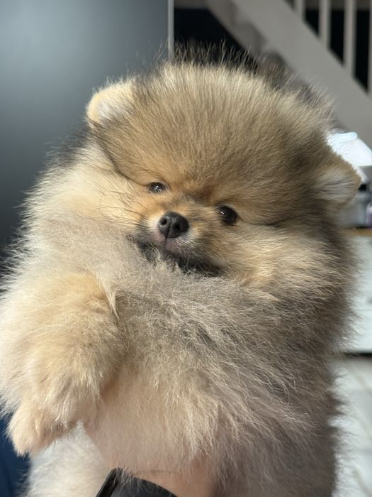 psi fryzjer usługi gromerskie