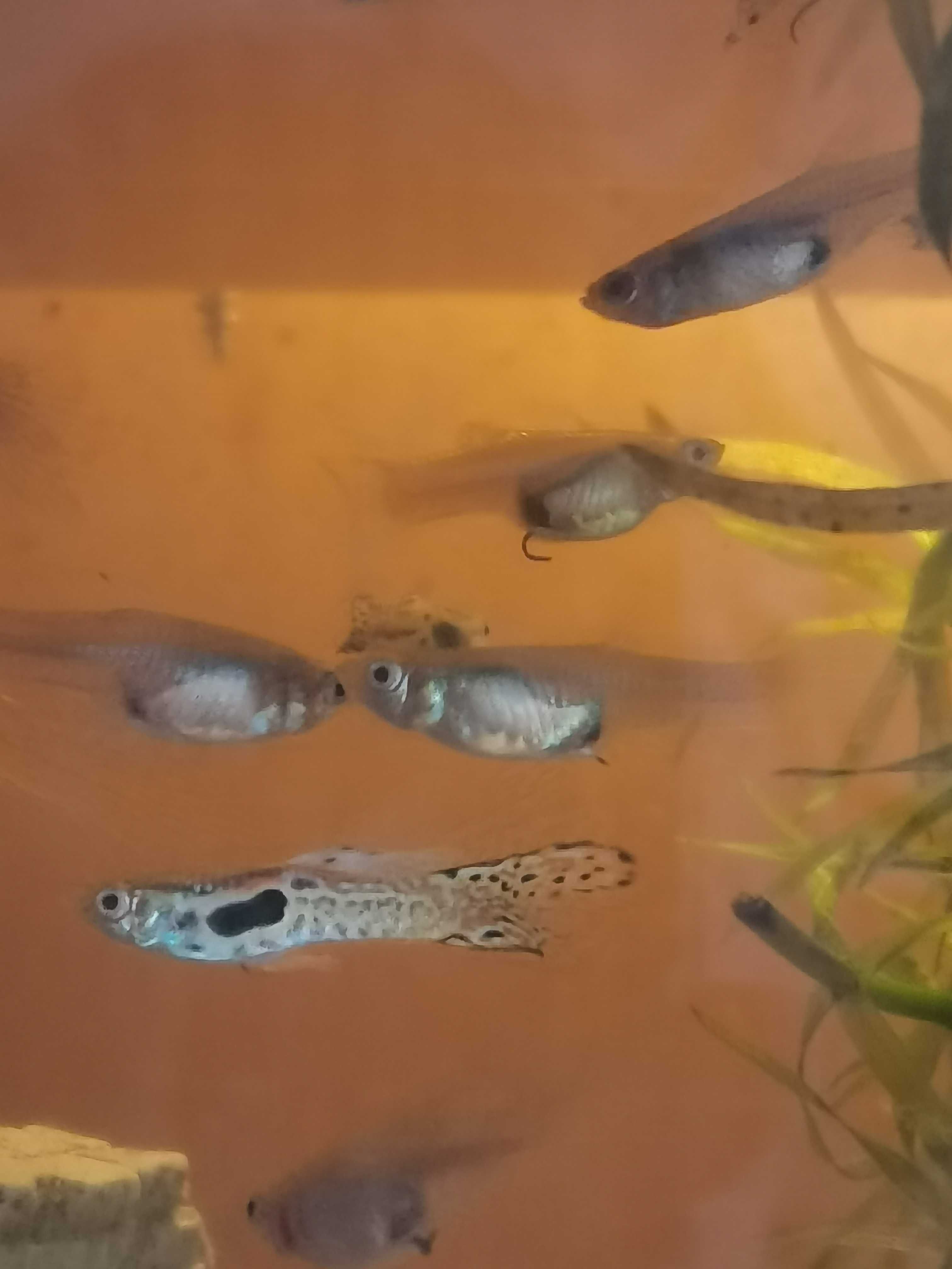 Peixes endlers tigre