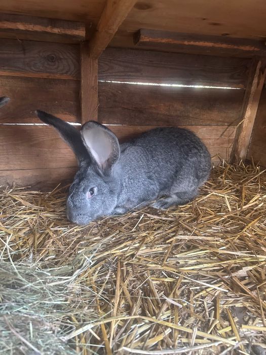 Belgijski Olbrzym Szynszylowaty