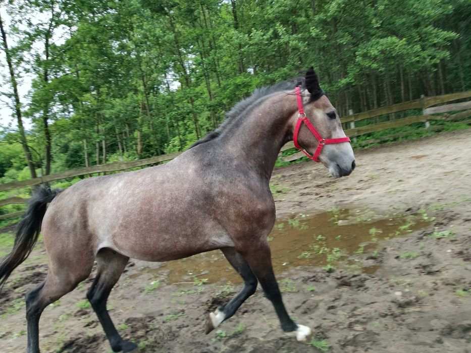Trzyletni wałach małopolski Jaśmin