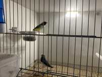 Exoticos diamantes de gould, bichenov