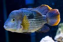 Green Terror (Aequidens Rivulatus)