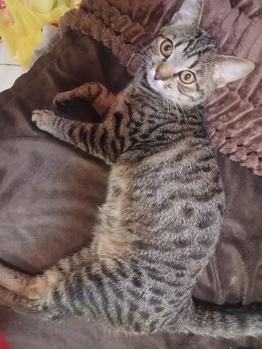 Кошенята бомбейської кішки