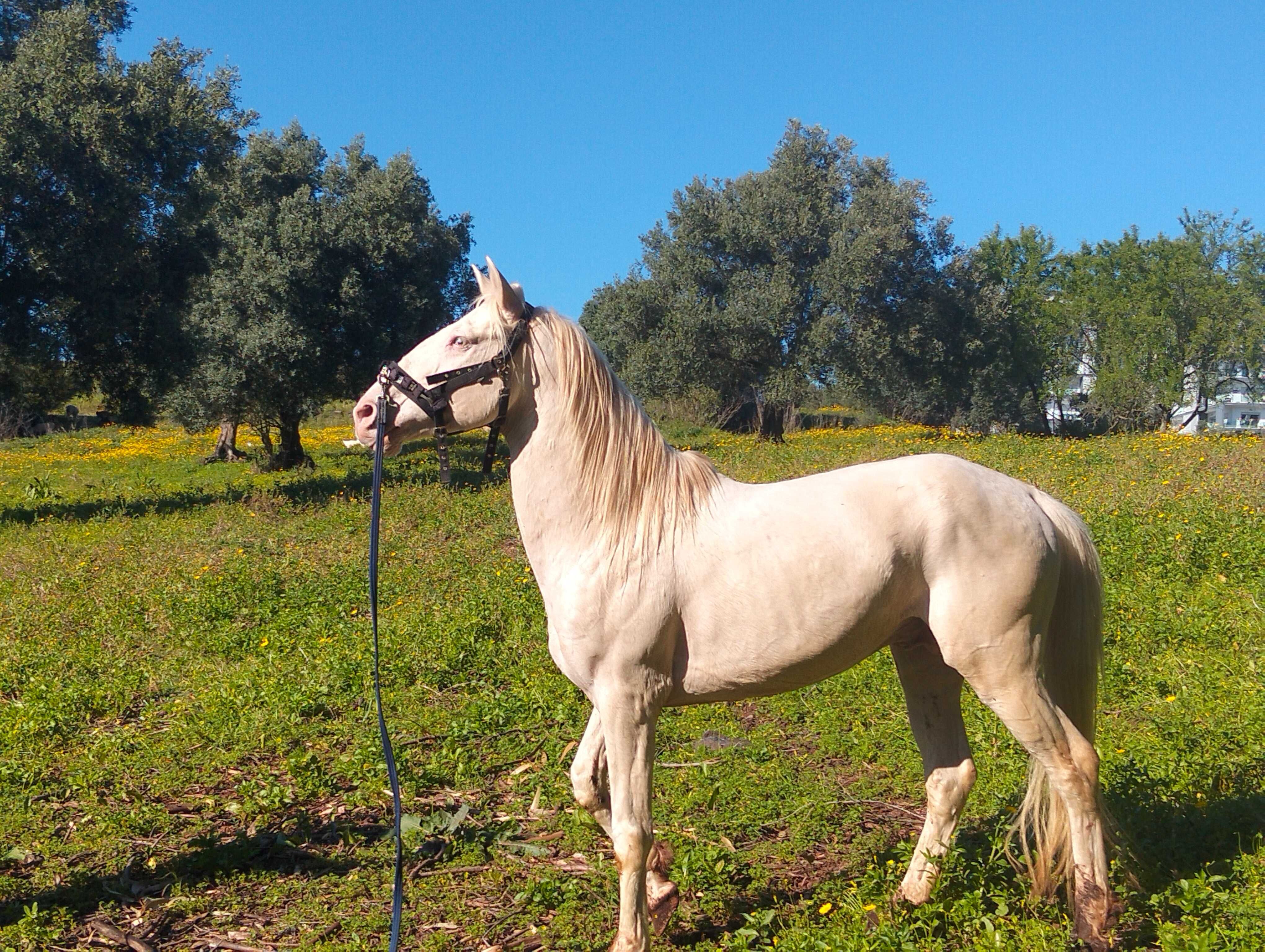 Cavalo Isabel com 14 anos