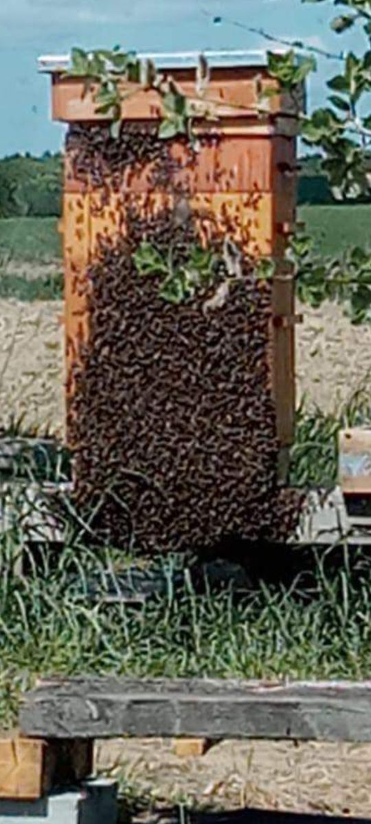 Mam na sprzedaż rodziny pszczele