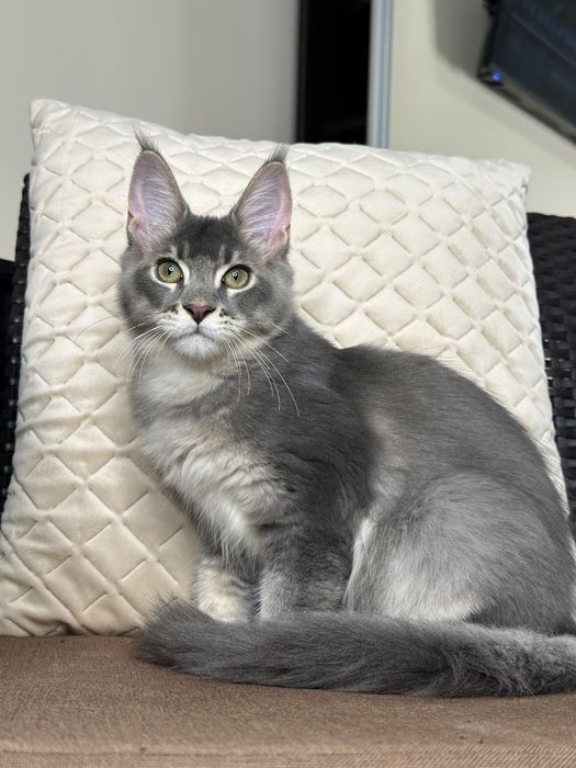 Ludovik-Kocurek Maine Coon
