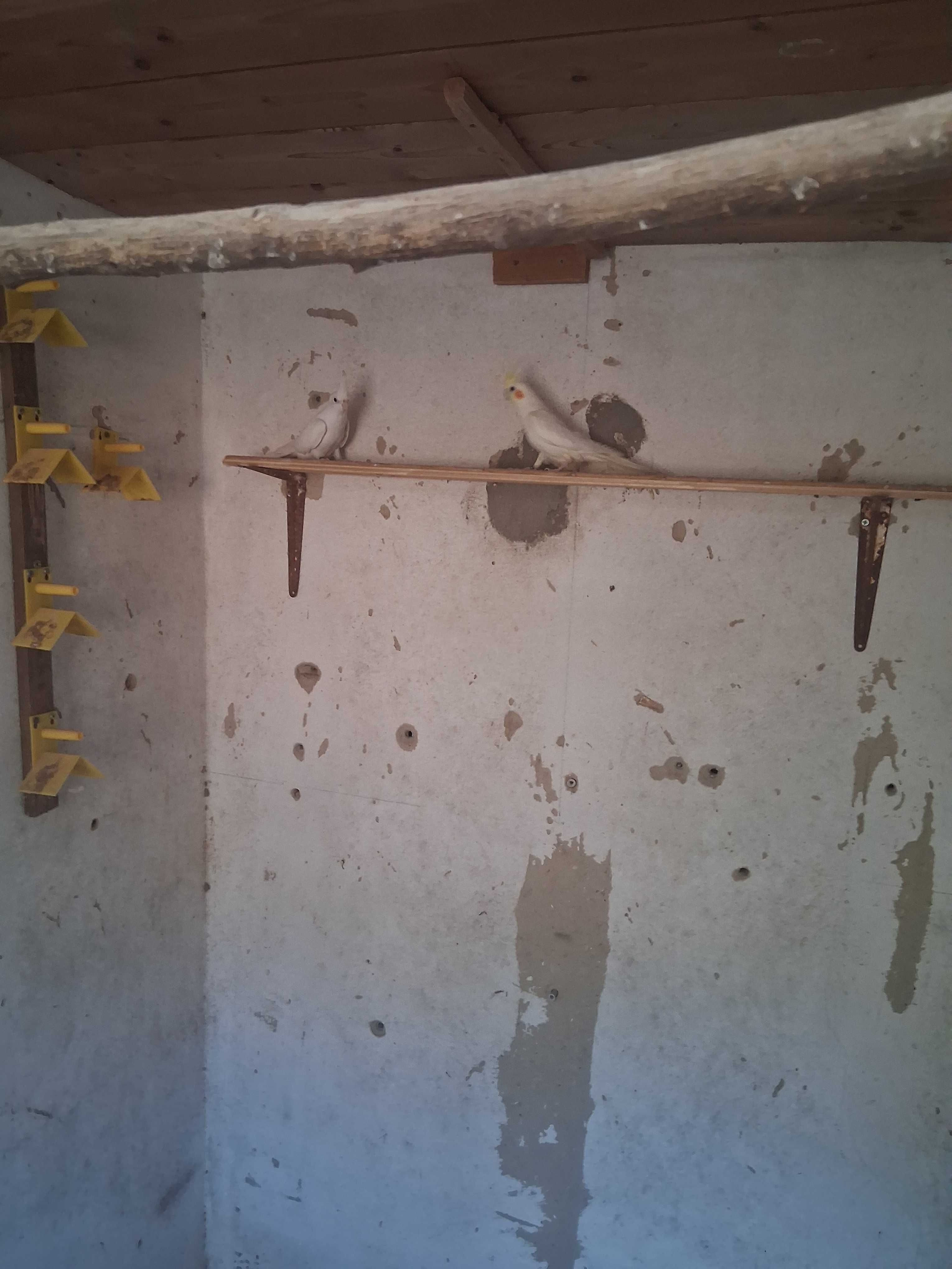 Lote casal  de caturras e quatro roseicollis troco por  canários