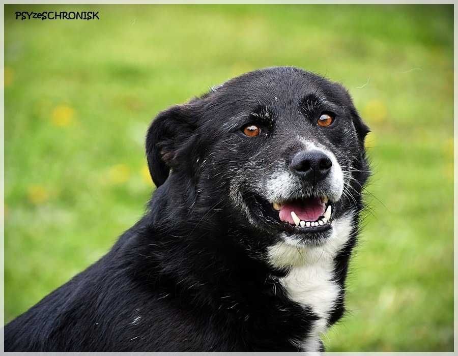 Bronia- wpatrzona w człowieka trzylatka. Pies do adopcji