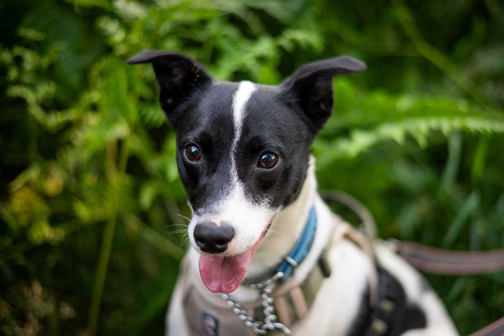 Modi – młody psiak szuka cierpliwego i spokojnego domu