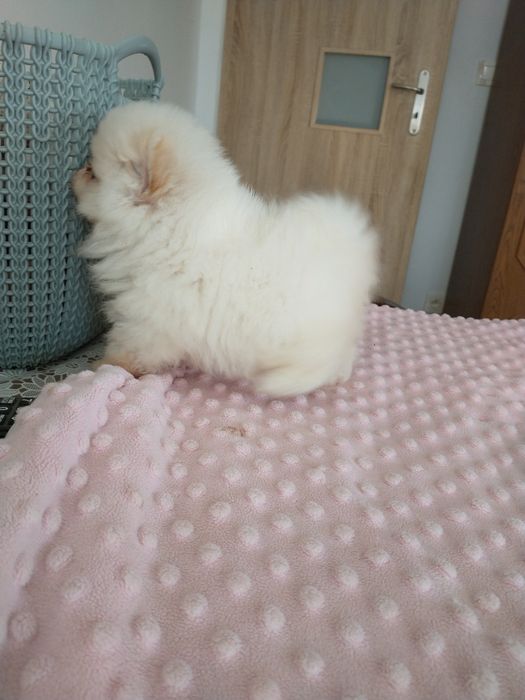 Szpic miniaturowy pomeranian chłopak xxs
