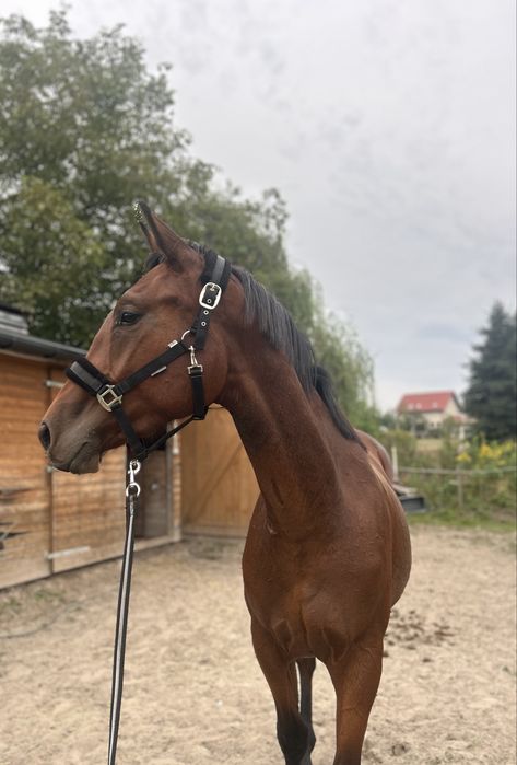 2,5 letni wałach AES po CLINTADEL K