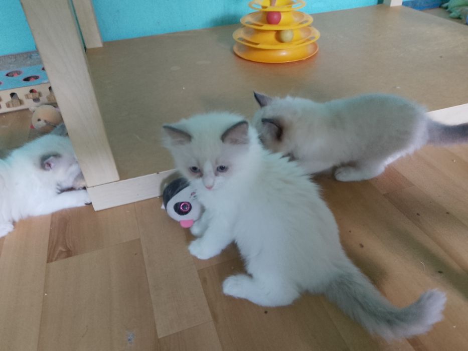 Ragdoll kociczka