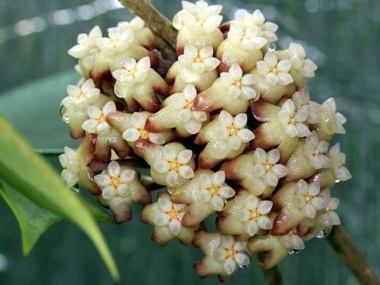 Хойя Дженіфер cv. Jennifer