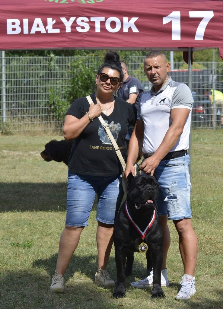 Cane Corso Hodowla   Corso Doro ZKWP/FCI