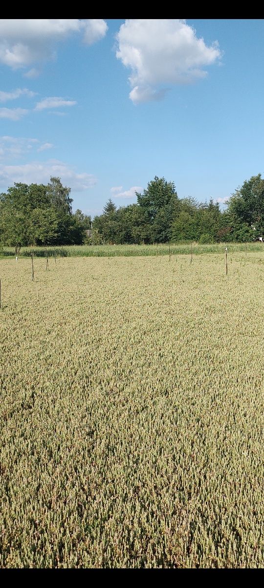 Sadzonki żurawiny Żurawina wielkoowocowa Willapa red, Stevens, Pilgrim