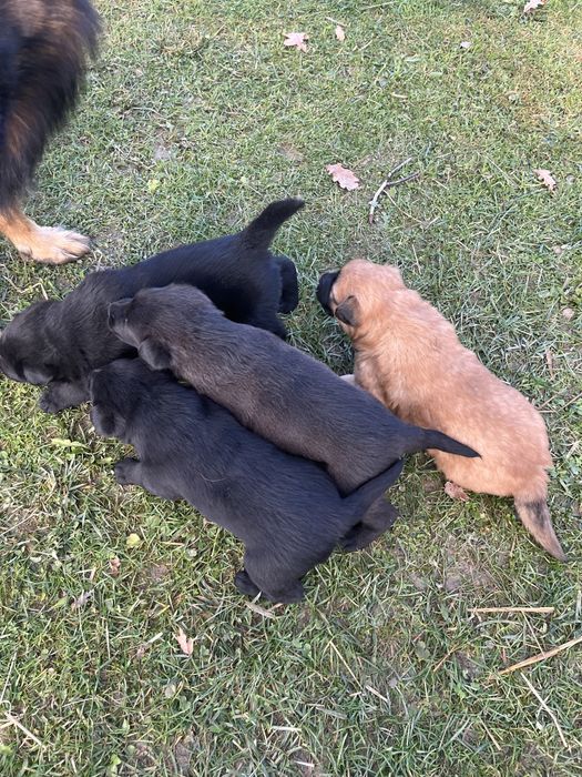 Oddam szczeniaki w dobre ręce