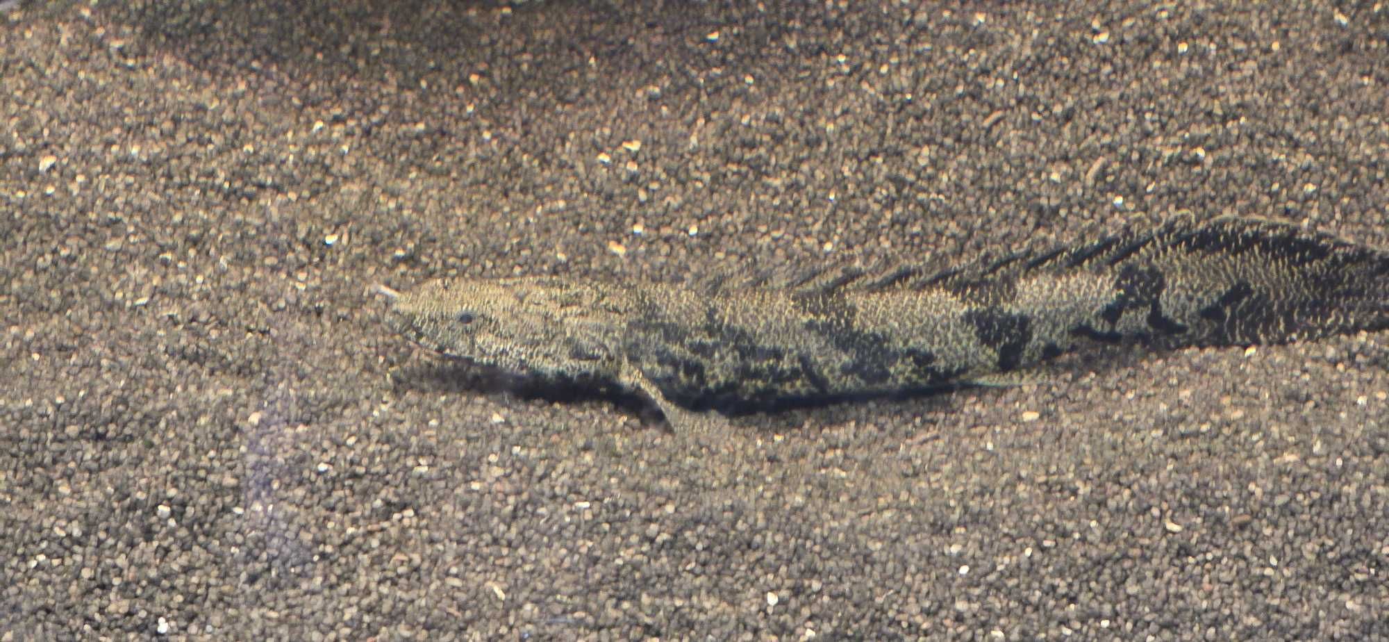 Polypterus endlicherii