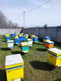 Бджоли, бджолосім'я, пакети