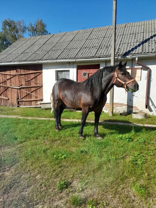 Klacz  ze  źrebką