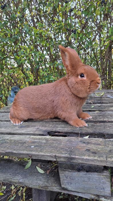Króliki Nowozelandzkie czerwone - Rodowód