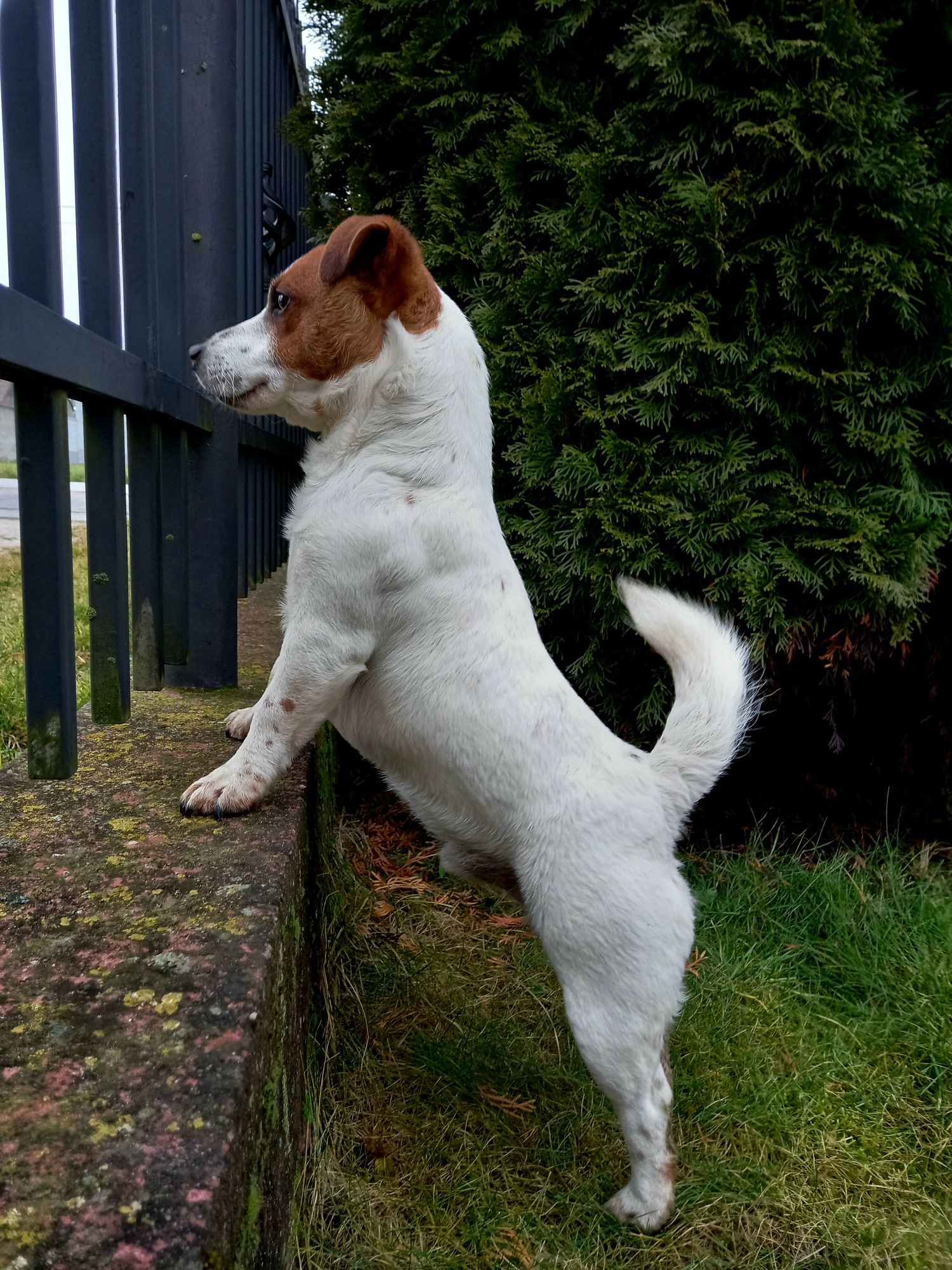 Jack Russell Terrier - reproduktor