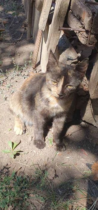 Разные котята бесплатно. Кошка. Кот. Котенок даром. Отдам срочно !!!
