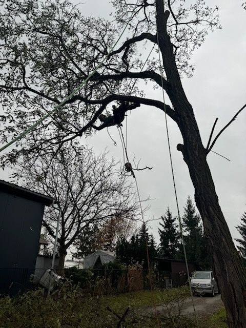 Wycinka drzew , pielęgnacja ogrodów ,koszenie traw