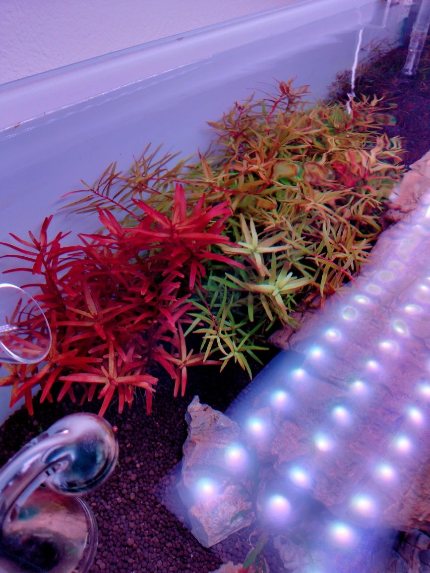 Rotala blood red i rotala colorata