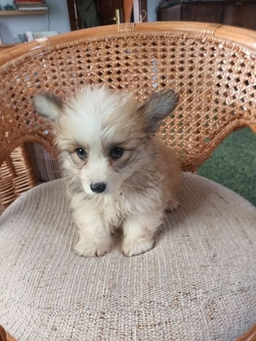 Welsh Corgi Pembroke fluffy