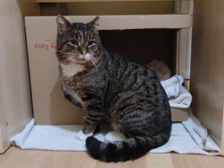 Kot bury miś miły kochany przyjaciel adoptuj