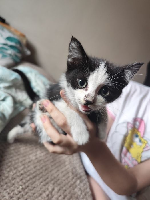 Oddam kotki w dobre ręce