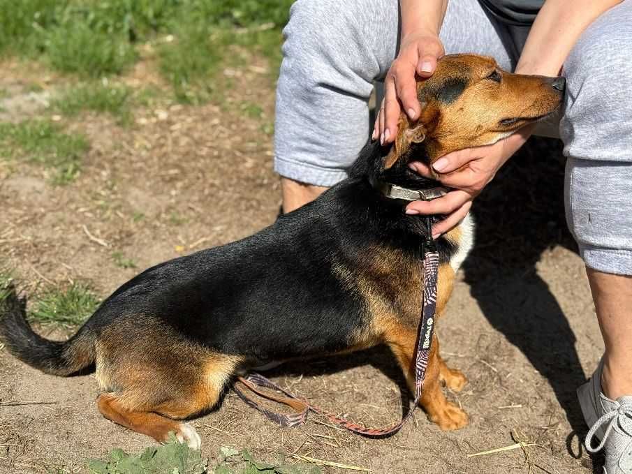MACIEK - 1 rok ,10 kg pozytywnego psiaka.