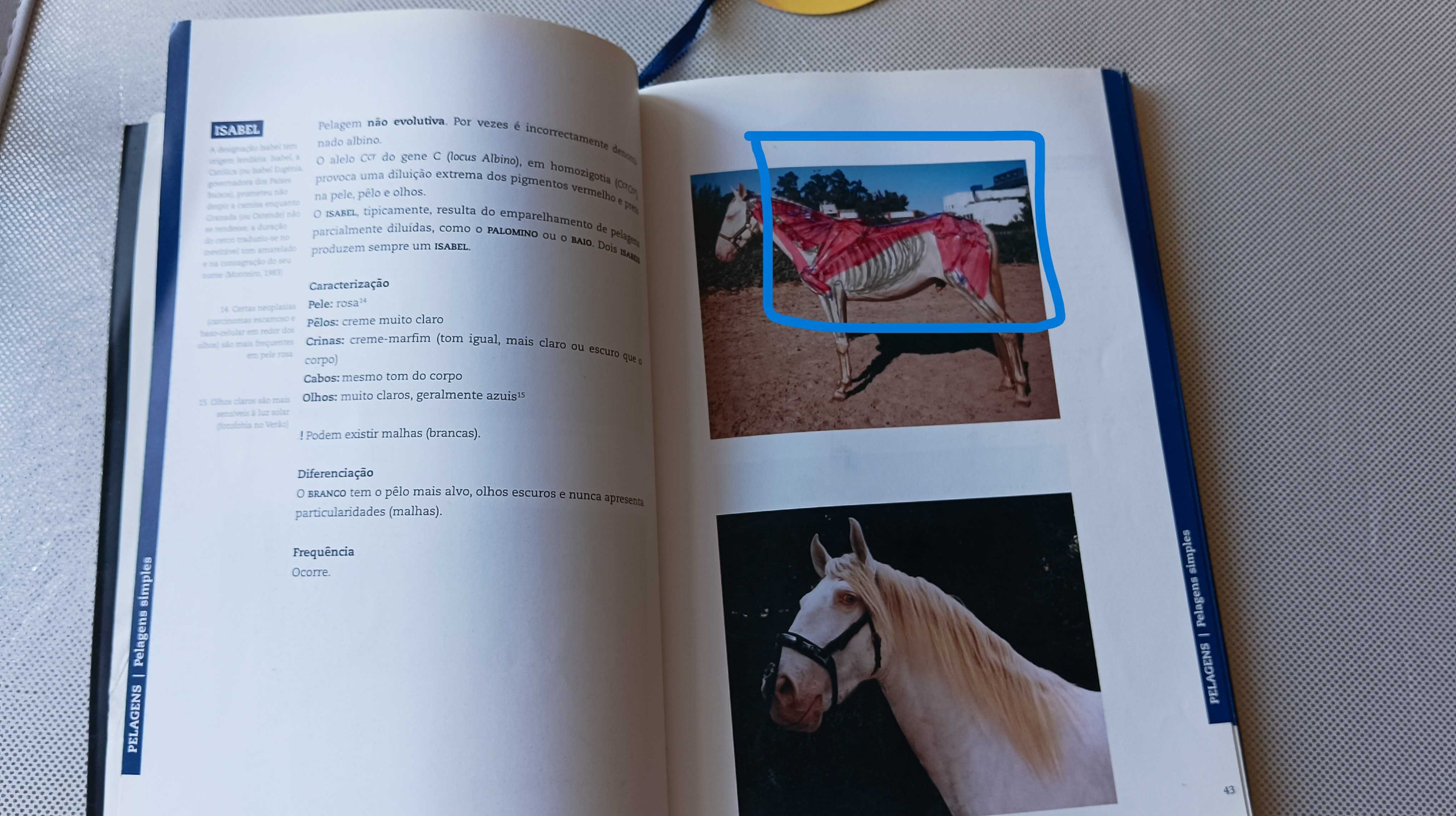 Identificação de equinos - Maria Portas