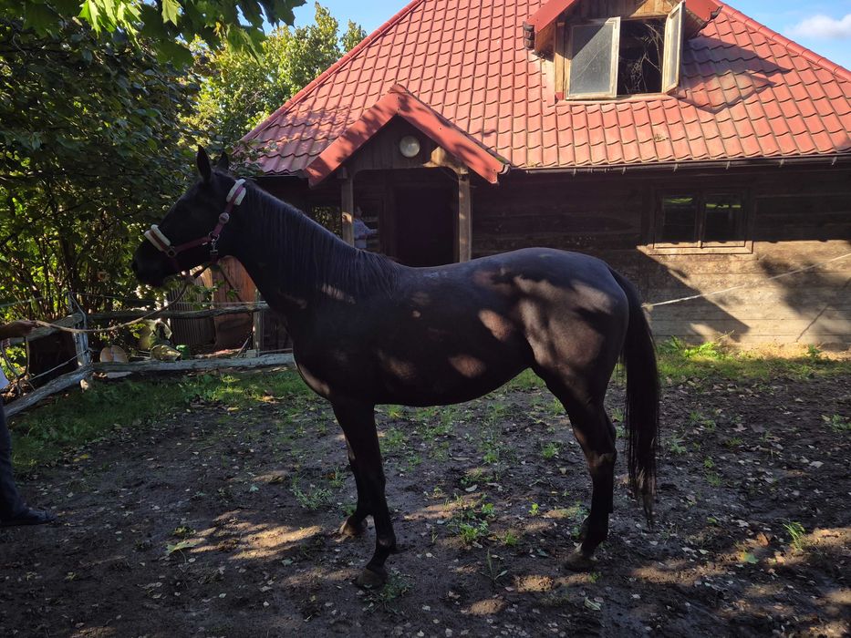 Kara klacz młopolska