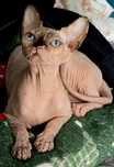 Wyjątkowej urody kotka Sfinks Sphynx