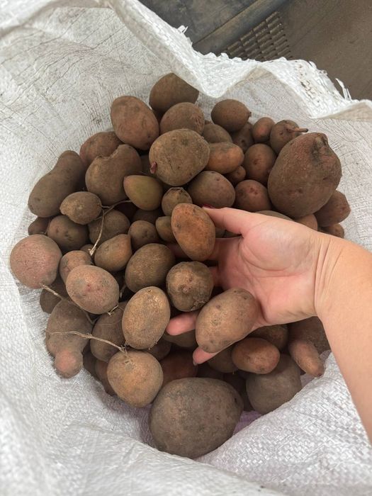 Дрібна та насінева картопля