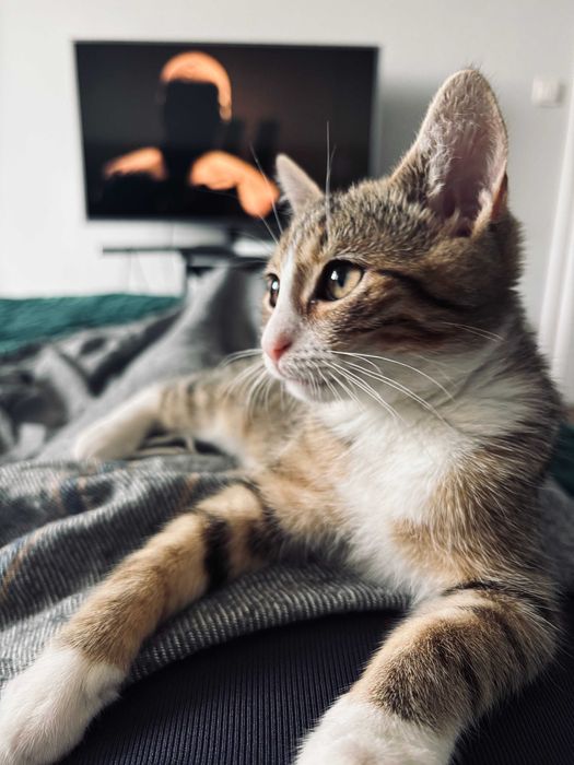 5-miesięczny kociak szuka domu