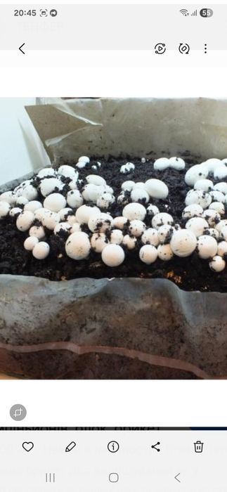 Грибний блок, Шампиньона, Печериці.